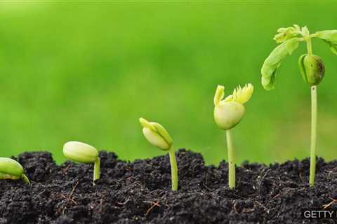 “Green shoots” in my cancer experience