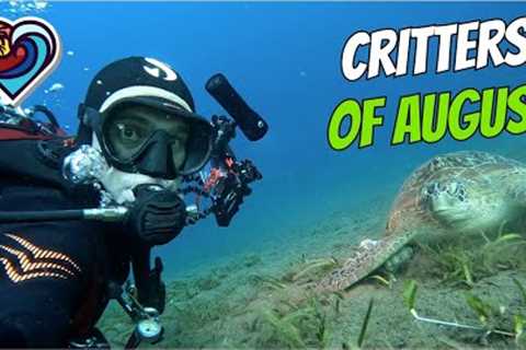 Party on the beach and CRITTERS OF AUGUST 2k23 | SCUBA DIVING | DAUIN | PHILIPPINES | 4K