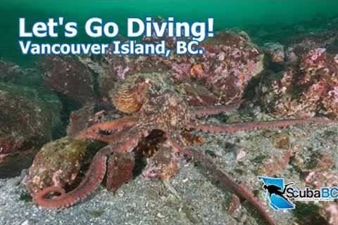 Scuba Diving Vancouver Island July and August 2023 #vancouverisland