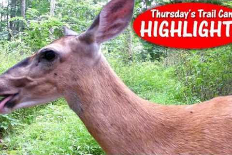 Deer Needs HEIMLICH? Daytime Coyote, Buck Splashes Water: Thursday's Trail Cam Highlights: 9.14.23