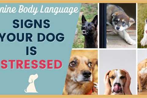 Handling a Stressed Dog - Signals to Watch For
