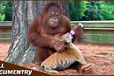15 Heartwarming Animal Stories | Unlikely Friendships and Acts of Compassion |