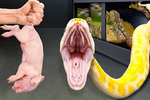 Feeding All My Giant Snakes!