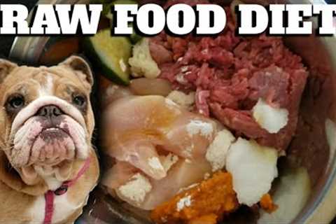 Raw Food Diet For Dogs! English Bulldogs Eating RAW MEAT