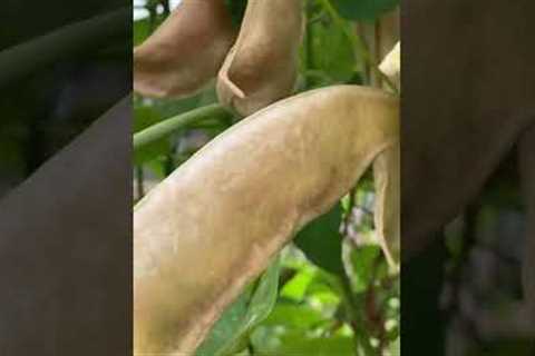 I grew free bean plants from store-bought beans...