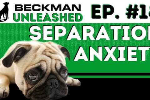 How to Help A Dog With Severe Separation Anxiety