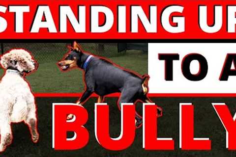 Control Freak Attacks Dogs &amp; People When They Make Sudden Movements - Toughest Dog I've Dealt..