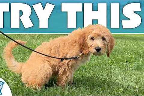 STOP Doing Your “Traditional” Puppy Potty Training