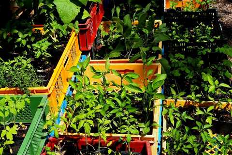 Mastering the Craft of Making a DIY Greenhouse