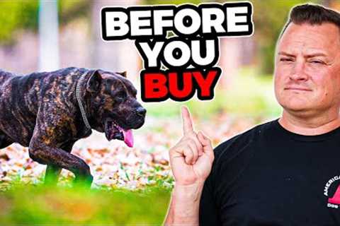 Is the PRESA CANARIO Right For You?