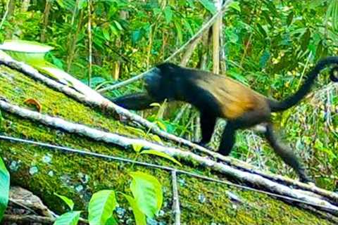 TRAIL CAM Videos: Animals in a Jungle Forest (2023) My BEST Mega Compilation!