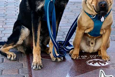 Top 10 Dog Friendly Things To Do in Palm Springs