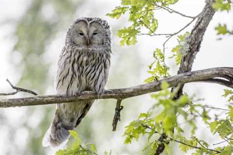 You can own an Owl in Alabama, but how do you care for it?