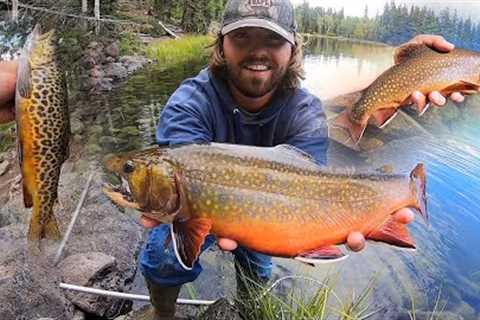 SEARCHING for BIG BROOK TROUT!! (Fly Fishing, Catch, Cook, Camp)
