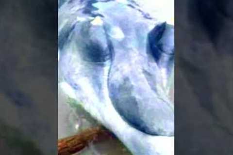 What They Caught In A River Shocked The Whole World #shorts
