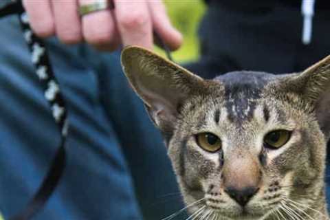 Introducing Your Cat To RV Travel