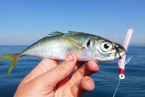 Bait Gone in SECONDS!! Giant Fish Feeding Frenzy!?!