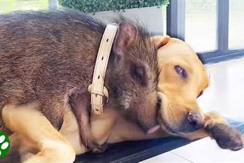 Animals that became best friends with each other