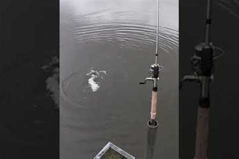 HOW TO CATCH PIKE 97.5% OF THE TIME IN LOCAL LAKES (fishing pike)