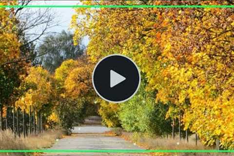 Instrumental relaxing music vol 178, Musical melodies help reduce your stress and fatigue
