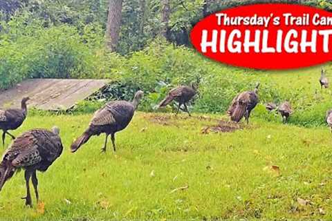 Bobcat WILL Use Bridge, Turkey WON'T and Buck Eats Bush: Thursday's Trail Cam Highlights: 9.21.23