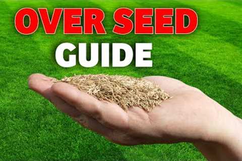 Getting the basics right when overseeding your lawn