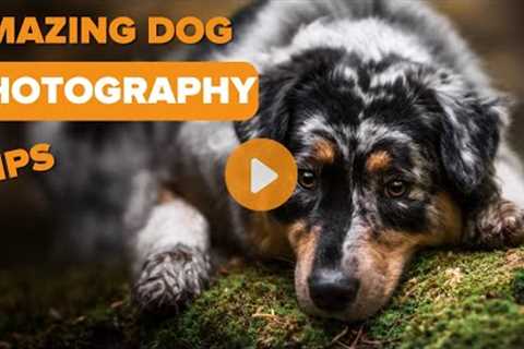 Amazing Dog Photography Tip - Try This For The Best Pictures!