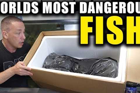 I BOUGHT THE WORLD'S MOST DANGEROUS FISH!!!