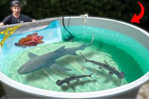 I Bought The DEADLIEST Fish I Could Find...
