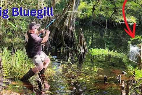 Fishing the bottom of a river for BIG BLUEGILL!! (Catch and Cook)!!