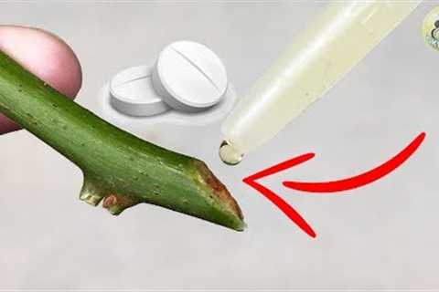 8 POWERFUL HOMEMADE ROOTING HORMONES| Natural Rooting Stimulants for Gardening