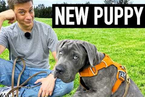 How to Prepare for Day 1 with a New Puppy