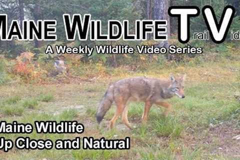 Maine Wildlife/Trail Cam/Coyote/Deer/Fawn/Bucks/Close Up and Natural