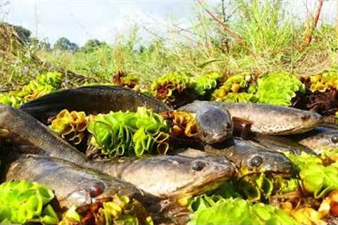 wow amazing fishing! a fisherman skill catch fish at rice field a lots in the morning by hand