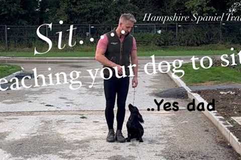 Teach your dog to sit at heal,slack leash,lead training obedience,working cocker,spaniel gundog