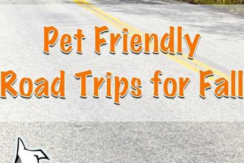 Top 10 Pet Friendly Road Trips For Fall