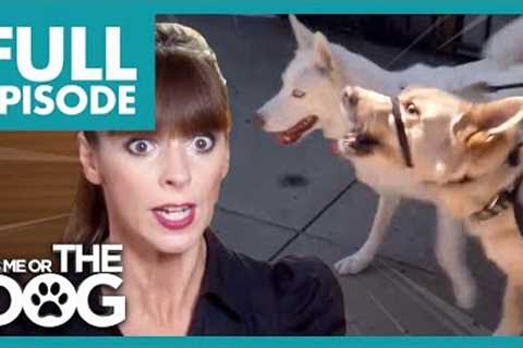 Out-of-Control Dogs are Ruining Owner's 20-year Relationship | Full Episode | It's Me or The Dog