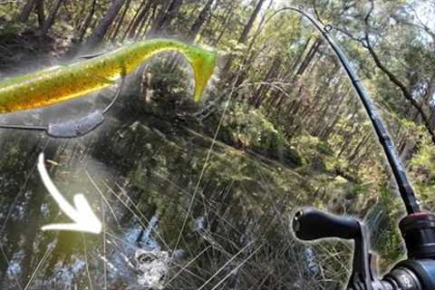 fishing a little creek FULL OF FISH! landbased fishing w FROFFBAITS 2.75”🔥