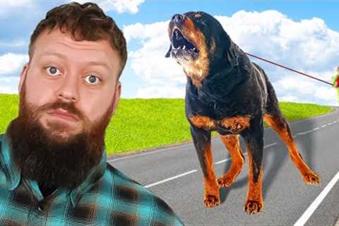 How I Fix EXTREME Dog Leash Reactivity In 1 Day