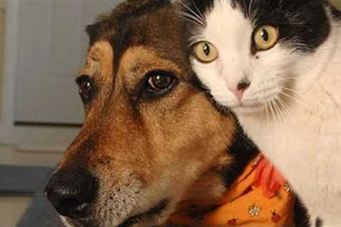Do Cat and Dog Friendships Really Exist? 🐱❤️🐶 | Heartwarming Stories