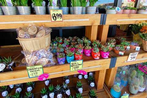 What are my favorite products from Trader Joe's?