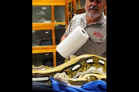 GIANT Snake Vs Roll of Paper Towels😅🧻