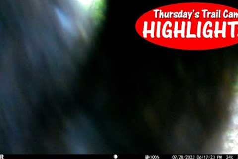 Hung a Trail Camera in State Forest LOOK What it Captured: Thursday's Trail Cam Highlights: 9.28.23
