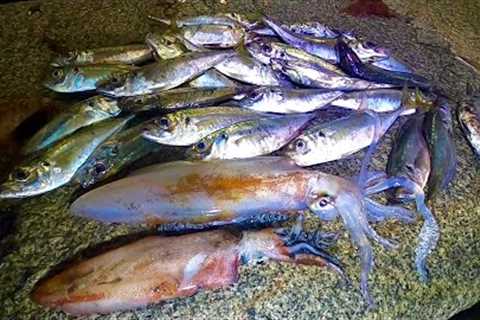 3AM Big Squid &amp; Horse Mackerel! Catch Clean Cook ! Delicious Steamed fish