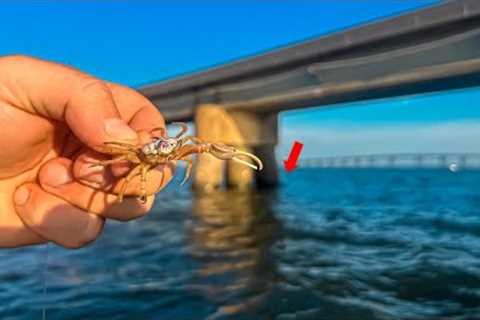 I Used LIVE CRABS to Catch These These Tasty Fish  CATCH CLEAN COOK
