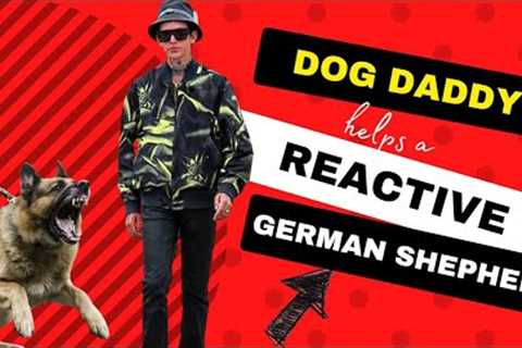 Helping A Reactive Dog. The First Session // The Dog Daddy.
