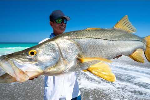 Florida's FORBIDDEN Fish... Catch Clean Cook ( Florida Mullet Run Snook)