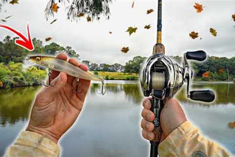 The BEST Fishing Lures For The FALL Transition (New Pond)