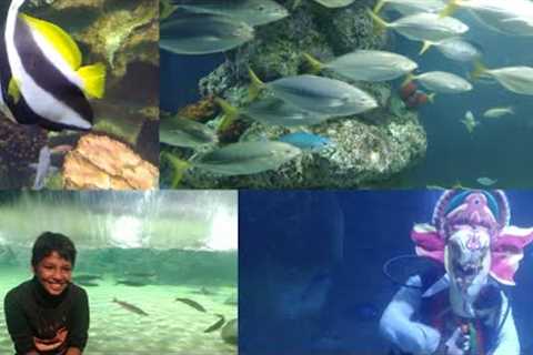 #Chennai marine kingdom  Aquarium #vinayagar scuba diving 2023#vinayagar chaturthi vlog #travel