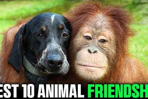 Unbelievable Animal BFFs: Unusual Friendships Unveiled